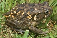 Sclerophrys regularis.jpg