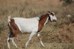 Tswana Goat 15, located in Botswana.jpg