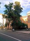 Группа вековых деревьев рябины глоговины
