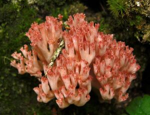 2010-09-17 Ramaria botrytis crop