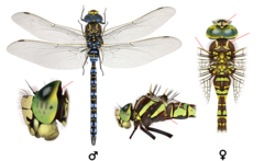 Aeshna serrata.png