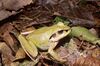 Aglyptodactylus madagascariensis01.jpg
