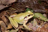 Aglyptodactylus madagascariensis01.jpg