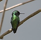 Chlorostilbon alice Green-tailed emerald; Aragua, Venezuela.jpg