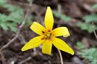 Erythronium americanum Radnor Lake.jpg