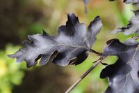 Fagus-sylvatica-rohan-weeping.JPG