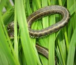 Grass Snake Natrix natrix (30673420847).jpg