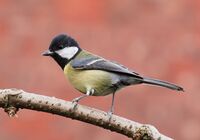 Great tit side-on.jpg