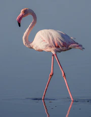 Greater flamingo, Camargue.jpg