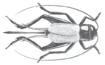 Gryllidae usda.png