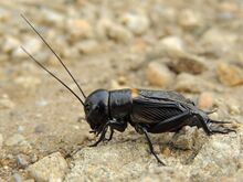 Gryllus campestris (35634613106).jpg