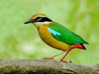Indian pitta (Pitta brachyura) Photograph by Shantanu Kuveskar.jpg