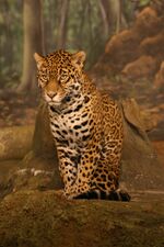 Jaguar sitting.jpg