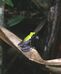 Mantella laevigata02.jpg