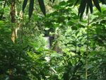 Masoala Wasserfall.jpg