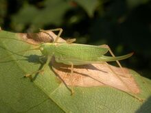 Meconema thalassinum (2388179035).jpg