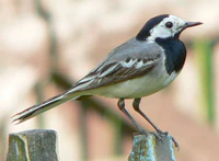 Motacilla alba alba cropped.JPG