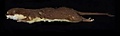 Mustela aistoodonnivalis.jpg