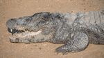 PK Kirthar NP asv2020-02 img26.jpg