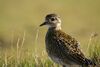 Pluvialis apricaria photo.jpg