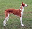 Podenco z ibizy 645.jpg