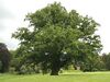 Quercus robur JPG (d1).jpg