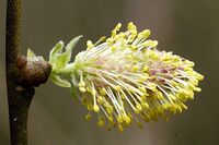 Salix.aurita.-.lindsey.jpg