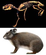 Sardus.jpg