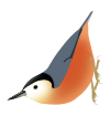 Sitta przewalskii.svg