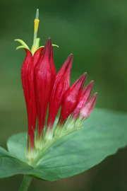 Spigelia marilandica redclay.jpg