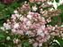 Syringa 'Krasavitsa Moskvy' 01.jpg