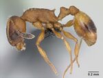Temnothorax unifasciatus casent0173188 profile 1.jpg