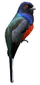 Trogon surrucura brazil white background.jpg