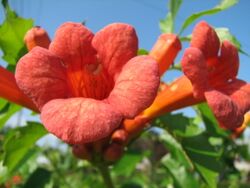 Trumpet Vine Flower With Glowing Center (202113978).jpg