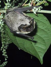 Vespertilio murinus male