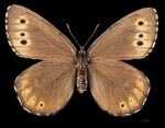 (MHNT) Oeneis jutta - Lithuanie Rūdninkai forest - male dorsal.jpg