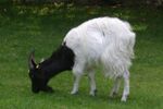 Birmingham Nature Centre - Bagot goat - Andy Mabbett - 01 (cropped).JPG