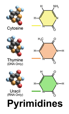 Blausen 0324 DNA Pyrimidines.png