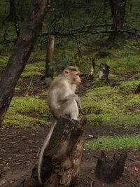 Bonnet Macaque Kodaikanal.jpg