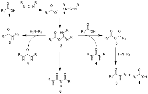 Carbodiimide Mechanism.png