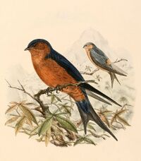 Cecropis hyperythra 1894.jpg