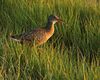 Clapper Rail, Crisfield, Maryland 1.jpg