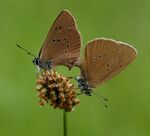 Couple Azurés des Paluds-4.JPG