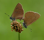 Couple Azurés des Paluds-4.JPG