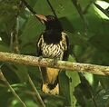Dark-throated Oriole.jpg