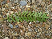 Gleditsia triacanthos 0.1 R.jpg