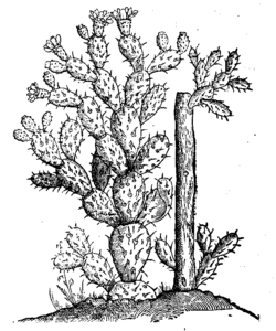 Lobel+Pena-Stirpium Adversaria Nova-1571 S454.gif