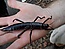 Lord Howe Island stick insect Dryococelus australis 10June2011 PalmNursery.jpg