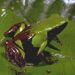 Mantella nigricans02.jpg