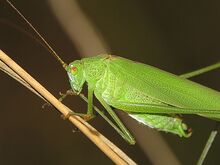Phaneroptera nana (18465915930).jpg